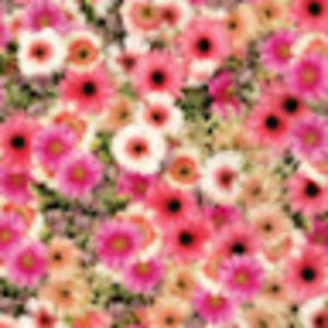 Meet your Posher, Meredith